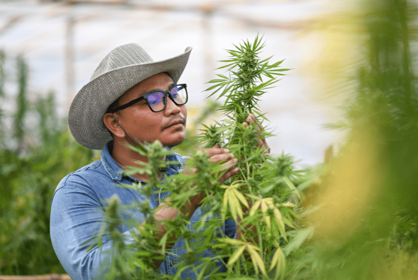 Cannabis RS&DE á Canada
