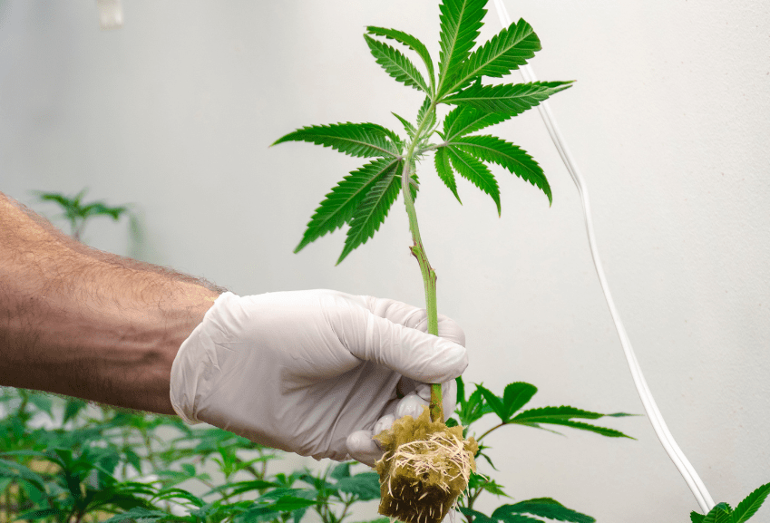 Cannabis RS&DE