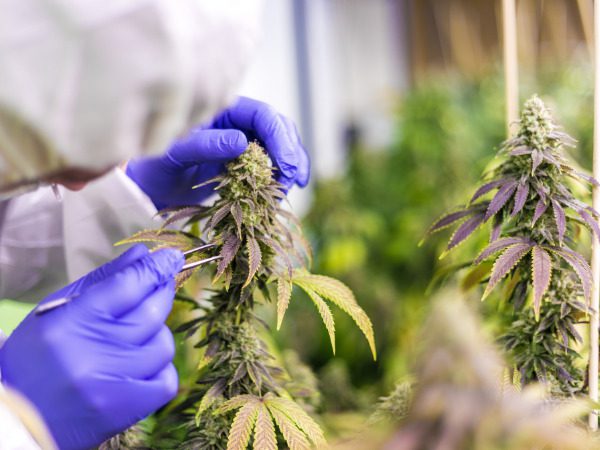 Le chanvre et le cannabis