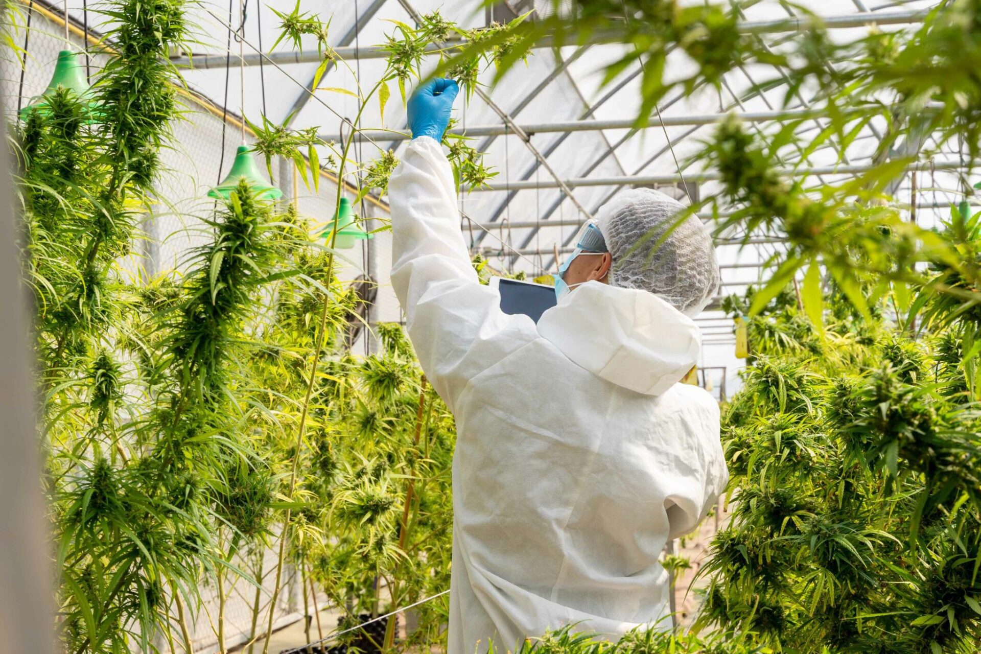 Leyton's 'Podcast Agritech & Cannabis' showcasing a state-of-the-art cannabis greenhouse with rows of flourishing Cannabis.