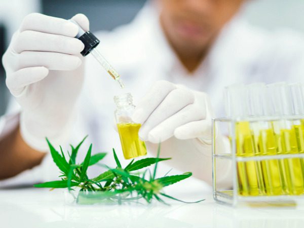 Cannabis tissue culture