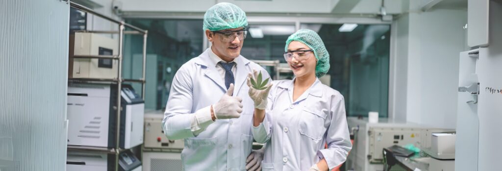 Des scientifiques mènent des recherches médicales pour extraire de l’huile de CBD à partir de la plante de cannabis, dans le cadre d’un projet R&D