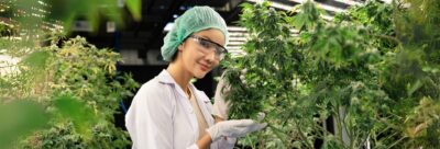 A scientist in a cannabis field working in cannabis industry