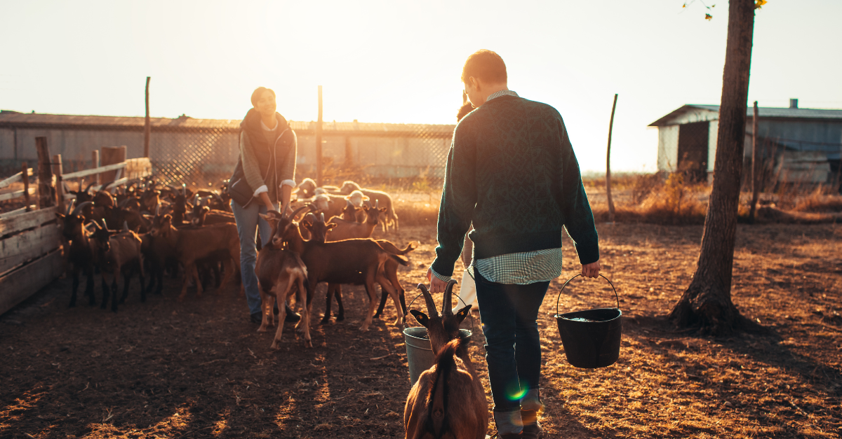 Certificados de ahorro energético