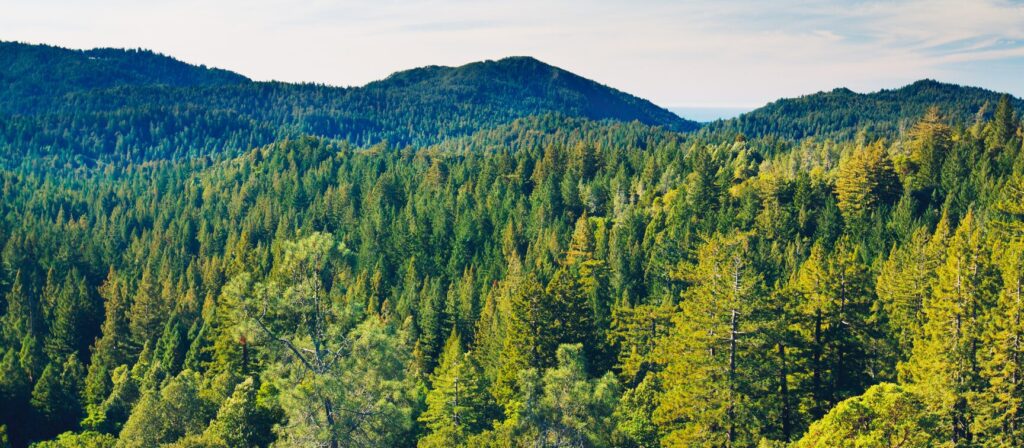 Label bas-carbone et V3 des méthodes forêt ce que ça change pour vos projets