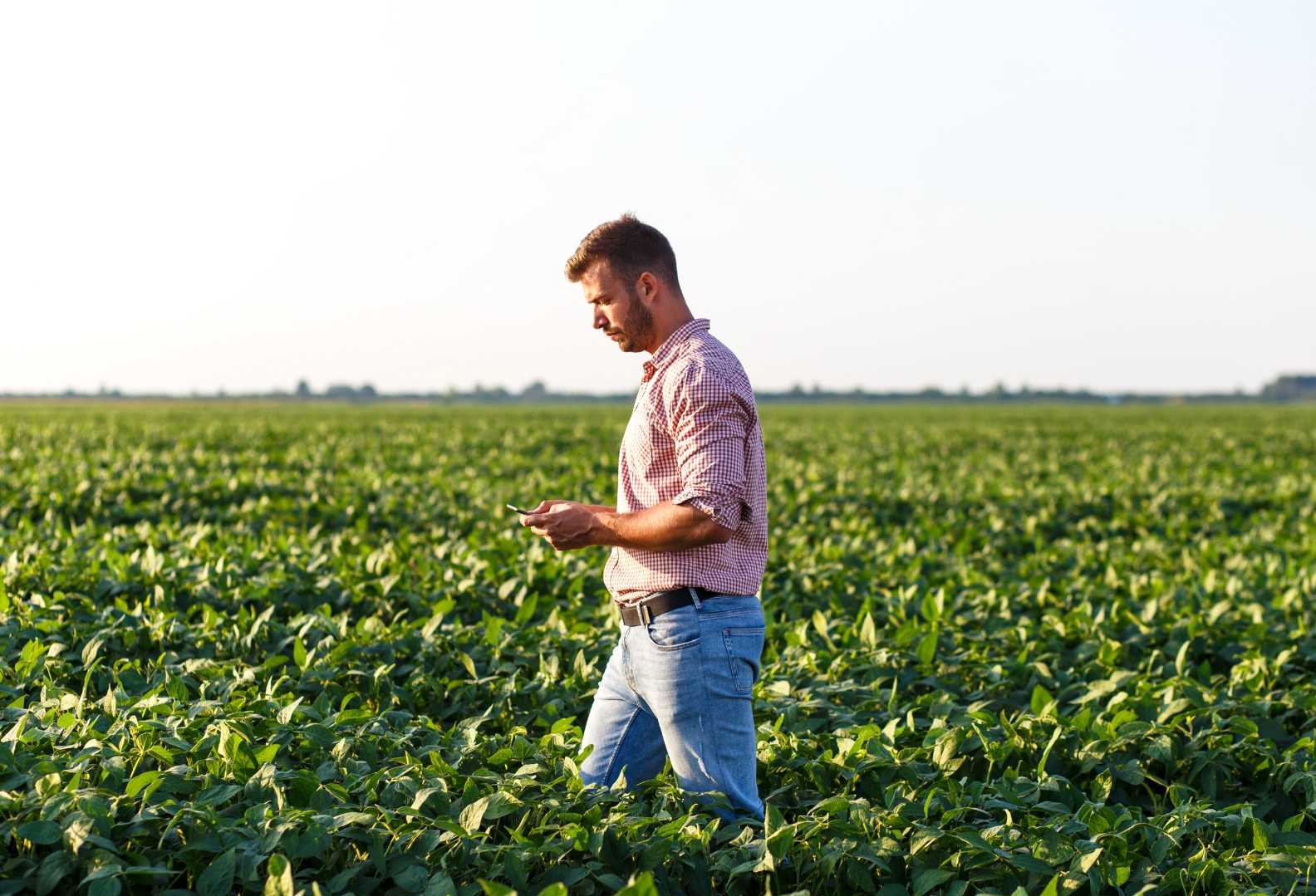 Uomo guarda il suo telefono in un campo.