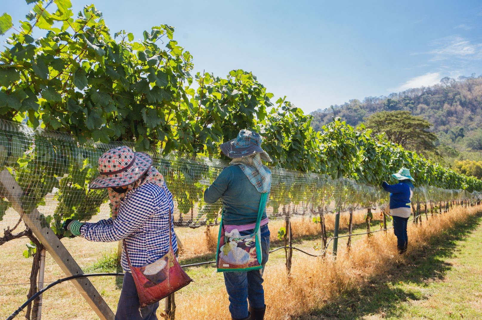 Tre donne con cappelli lavorano in un vigneto, curate e concentrate nella raccolta dell'uva.