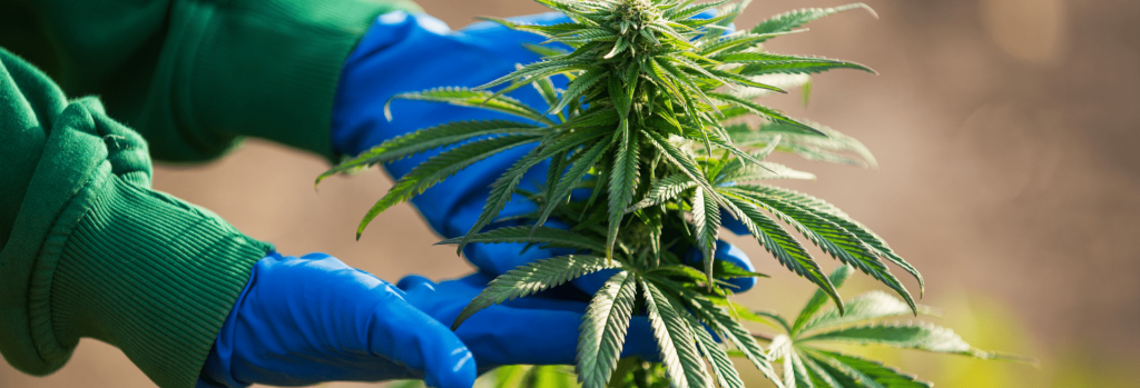 Cannabis in Canada