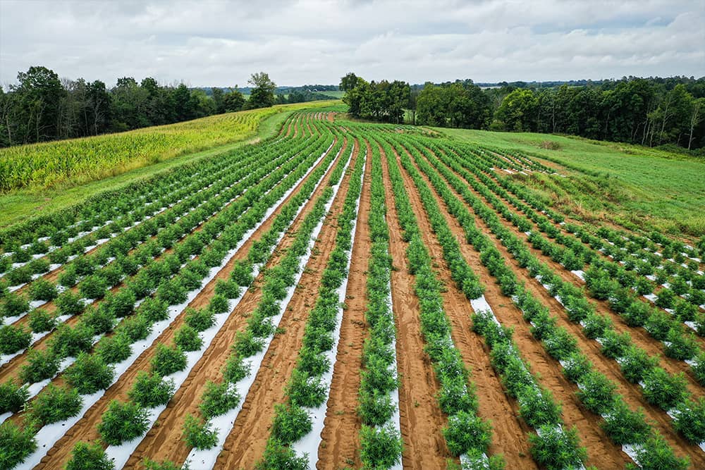 R&D agriculture