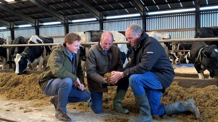 Three men crouching in a dairy shed examining a handful of silage feed, with black-and-white cows feeding behind them.